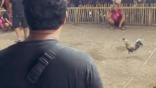 DAFTAR BOSPLAY AGEN TARUHAN TERBESAR SABUNG AYAM ONLINE AMAN DAN TERPERCAYA 44