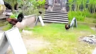 DAFTAR BOSPLAY AGEN TARUHAN TERBESAR SABUNG AYAM ONLINE AMAN DAN TERPERCAYA 47