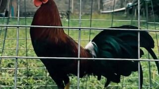 DAFTAR BOSPLAY AGEN TARUHAN TERBESAR SABUNG AYAM ONLINE AMAN DAN TERPERCAYA 50