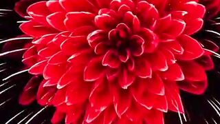 Nature 277