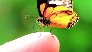 Butterfly MAGIC on Fingertip! action adventure.