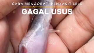 Ikan lele mati perutnya merah atau biru, ini penyebab dan cara mengobatinya