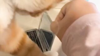 This Cat Became A Businessman