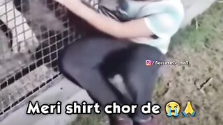 Lion Caught Kid Shirt