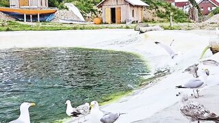 Seal Feeding at Seaside Zoo with Seagulls