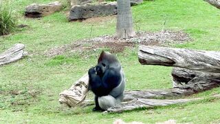 Gorilla Plays with a Bag and Sits Down