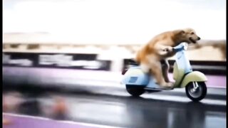 Animals Doing Dumb Things  Try Not to Laugh!