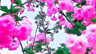 Followers, Birds and gardens