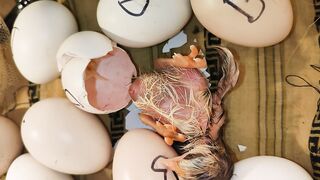 chicken baby