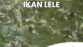 Berapa takaran pakan untuk ikan lele