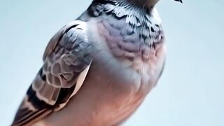 Who Knew Baby Pigeons Could Be This Adorable!  shorts cuteanimals cute viral viralvideo