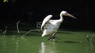 White Bird