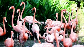 Pink bird