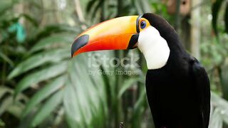 brazilian parrot