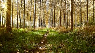 Dream forest