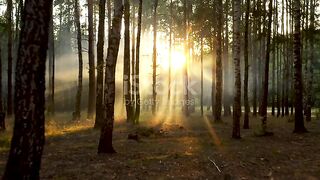 Funset magic of forest