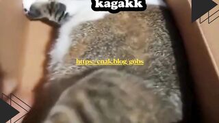 Kucing ini dikira paket bareng majikannya, ekspresinya bikin ngakak