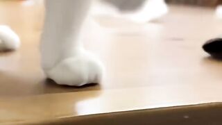 Cat Dont touch me edition