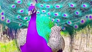 Peackok Dancing