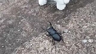 Fun   masti    FunVideo  funnyreels 274