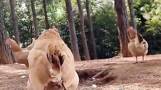 Fun   masti    FunVideo  funnyreels 275