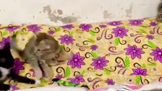 Cute kitten funny video playing game on bed
