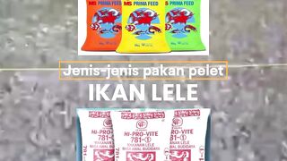 Berikut Jenis-jenis pakan pelet terbaik untuk ikan lele