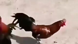 ALFABET88 AGEN SABUNG AYAM TERBESAR