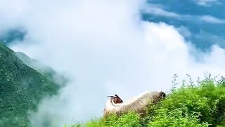 Pakistan 85