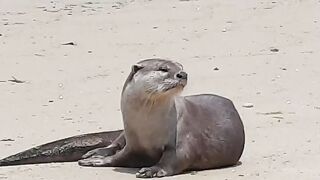 nature wildlife naturephotography otter