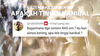 Budidaya lele sistem RAS kan airnya bening, apa gak tinggi KANIBAL