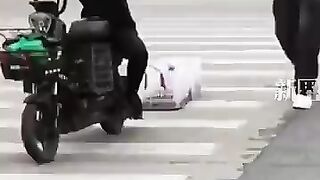 偶遇小鸭子排队过马路被震下来后自觉排好队跟上队伍