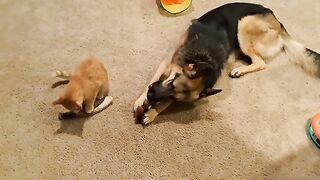 Benny and Leo are like peas and carrots