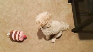 Leo meets Louie for the first time