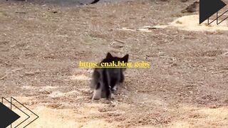 Kucing A Oke, target terkunci. tinggal lompat. Kucing B WOY!  Burung BYE!