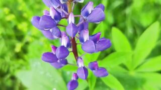 Beautiful nature 258