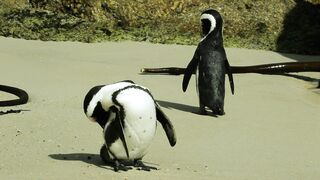 A Pair of African Penguins on the Beach