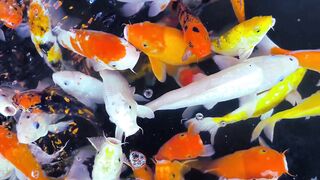 A Colorful School of Koi Fish Swimming in a Pond