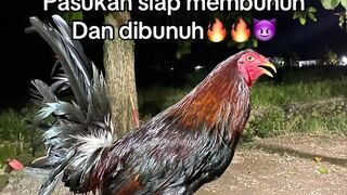 DAFTAR BOSPLAY AGEN SABUNG AYAM ONLINE RESMI AMAN DAN TERPERCAYA
