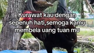 DAFTAR BOSPLAY AGEN SABUNG AYAM ONLINE RESMI AMAN DAN TERPERCAYA