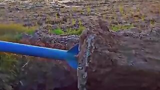 Crops 3