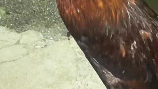 DAFTAR BOSPLAY AGEN SABUNG AYAM ONLINE RESMI AMAN DAN TERPERCAYA 2 2