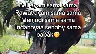 DAFTAR BOSPLAY AGEN SABUNG AYAM ONLINE RESMI AMAN DAN TERPERCAYA 4