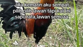 DAFTAR BOSPLAY AGEN SABUNG AYAM ONLINE RESMI AMAN DAN TERPERCAYA 5