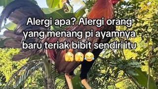 DAFTAR BOSPLAY AGEN SABUNG AYAM ONLINE RESMI AMAN DAN TERPERCAYA 6