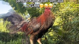 DAFTAR BOSPLAY AGEN SABUNG AYAM ONLINE RESMI AMAN DAN TERPERCAYA 7