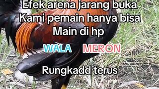 DAFTAR BOSPLAY AGEN SABUNG AYAM ONLINE RESMI AMAN DAN TERPERCAYA 8