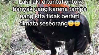 DAFTAR BOSPLAY AGEN SABUNG AYAM ONLINE RESMI AMAN DAN TERPERCAYA 9