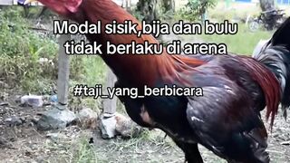 DAFTAR BOSPLAY AGEN SABUNG AYAM ONLINE RESMI AMAN DAN TERPERCAYA 11