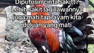 DAFTAR BOSPLAY AGEN SABUNG AYAM ONLINE RESMI AMAN DAN TERPERCAYA 12